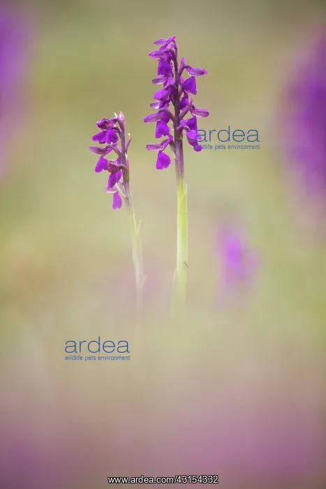 : Green-winged Orchid : Green-winged Orchid