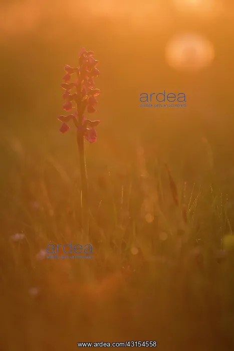 : Green-winged Orchid : Green-winged Orchid