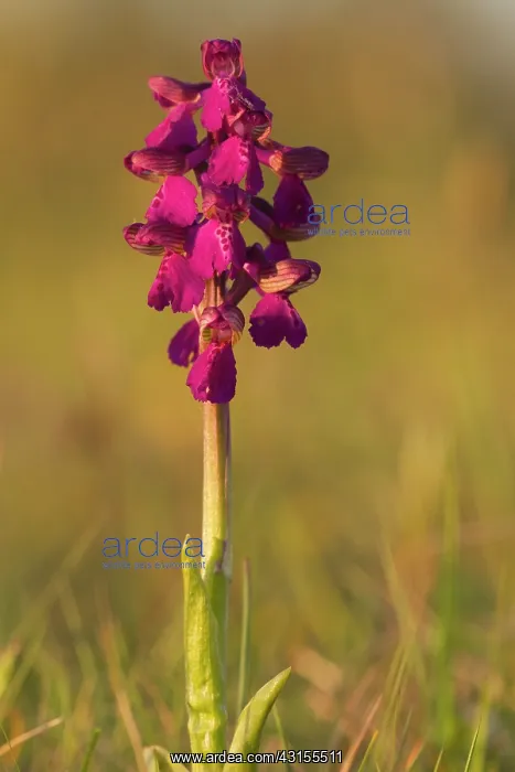 : Green-winged Orchid : Green-winged Orchid