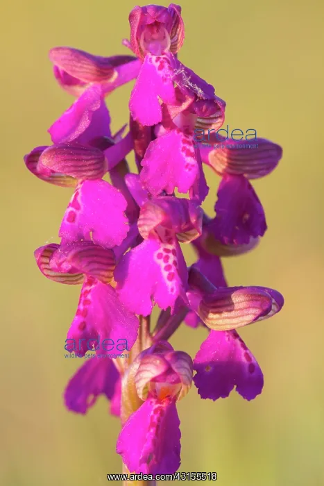 : Green-winged Orchid : Green-winged Orchid