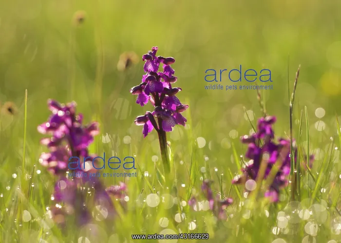 : Green-winged Orchid : Green-winged Orchid