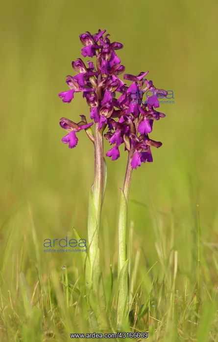 : Green-winged Orchid : Green-winged Orchid