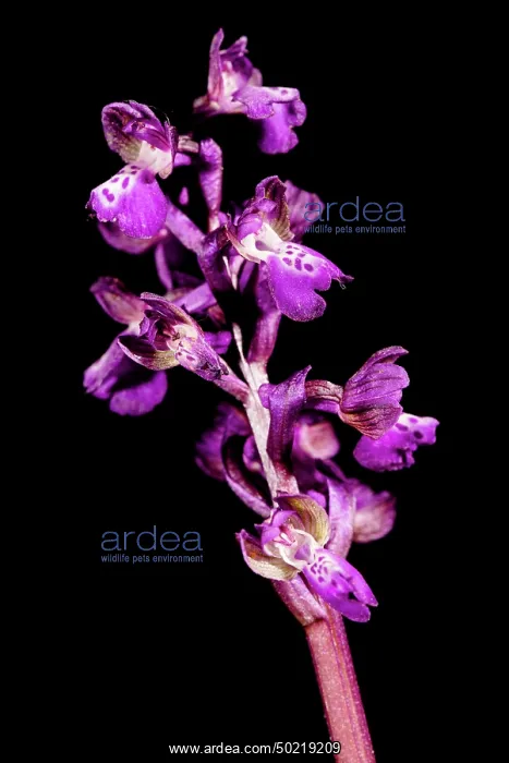 : The green winged orchid (Anacamptis morio) against a black background, Liguria, Italy : The green winged orchid (Anacamptis morio) against a black background, Liguria, Italy