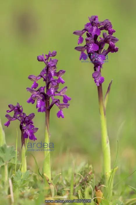 : Green-winged orchid, Anacamptis morio, in flower : Green-winged orchid, Anacamptis morio, in flower