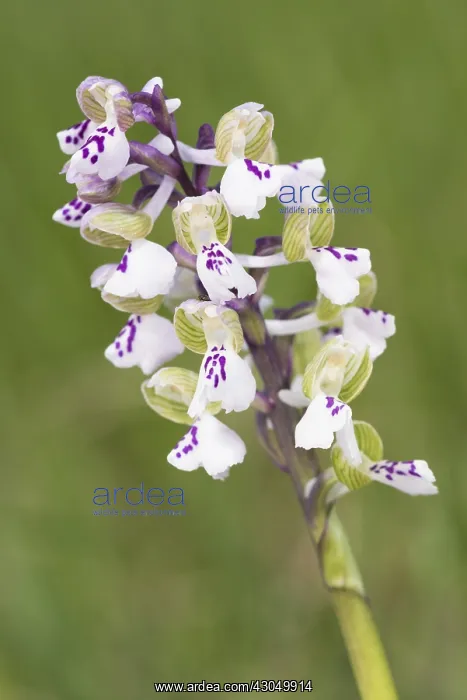 : Green-winged orchid (Anacamptis morio var. albiflora) gr : Green-winged orchid (Anacamptis morio var. albiflora) gr