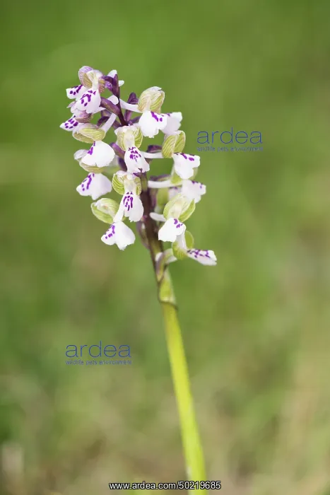 : Green-winged orchid (Anacamptis morio var. albiflora) growing in a meadow, Piedmont, Italy : Green-winged orchid (Anacamptis morio var. albiflora) growing in a meadow, Piedmont, Italy