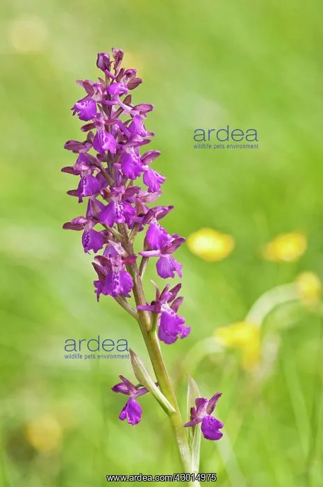 : Green winged Orchid (unknown hybrid) : Green winged Orchid (unknown hybrid)