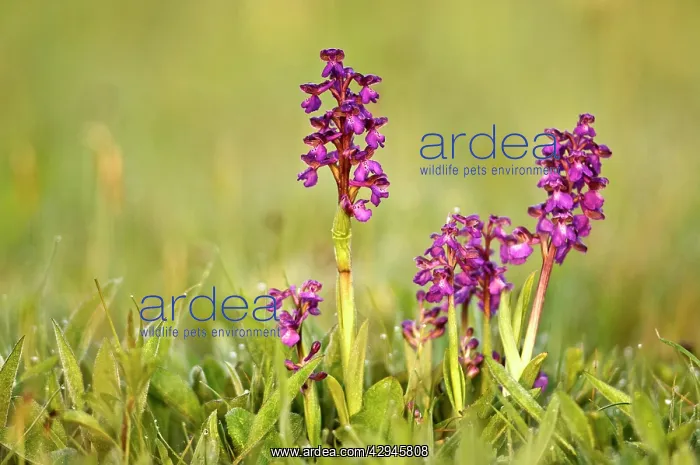 : Green-winged Orchids - In early morning light : Green-winged Orchids - In early morning light