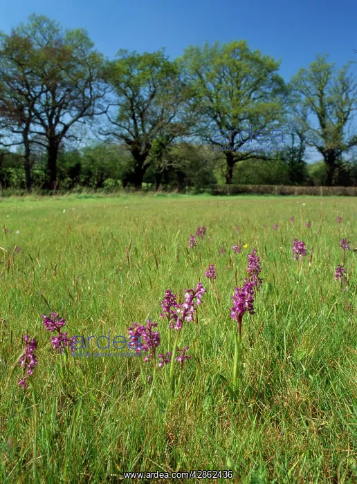 : Green-winged Orchids - in pasture : Green-winged Orchids - in pasture