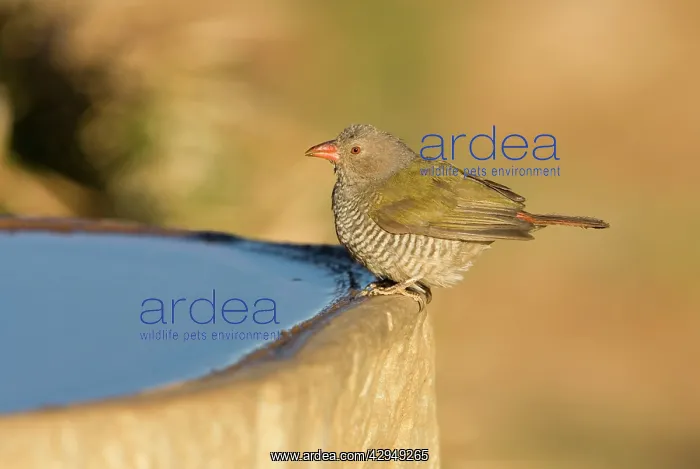 : Green Winged Pytilia / Melba Finch - Having a drink : Green Winged Pytilia / Melba Finch - Having a drink