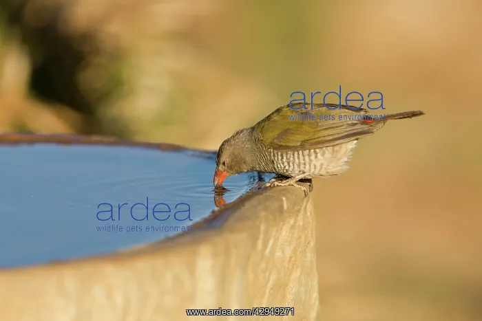 : Green Winged Pytilia / Melba Finch - Having a drink : Green Winged Pytilia / Melba Finch - Having a drink