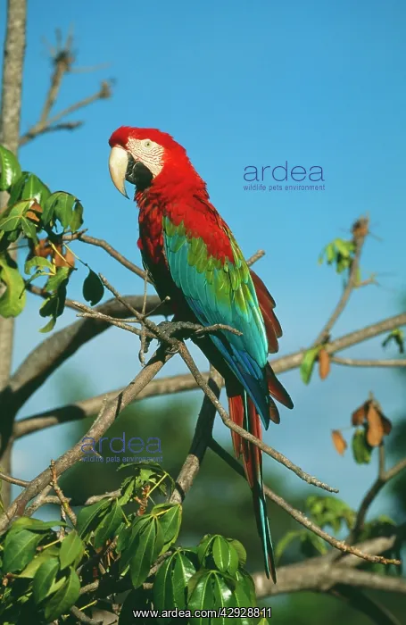 : Green-winged / Red & Blue Macaw : Green-winged / Red & Blue Macaw