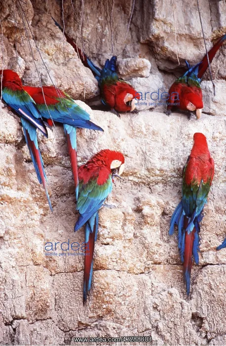: Green-winged / Red & Green Macaw - at a clay lick : Green-winged / Red & Green Macaw - at a clay lick