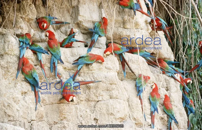 : Green-winged / Red & Green Macaw - At a clay lick : Green-winged / Red & Green Macaw - At a clay lick