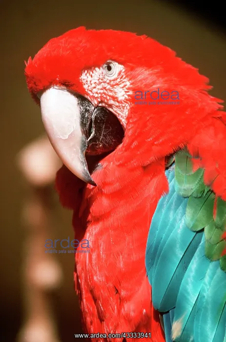 : Green-winged / Red & Green Macaw - close-up : Green-winged / Red & Green Macaw - close-up