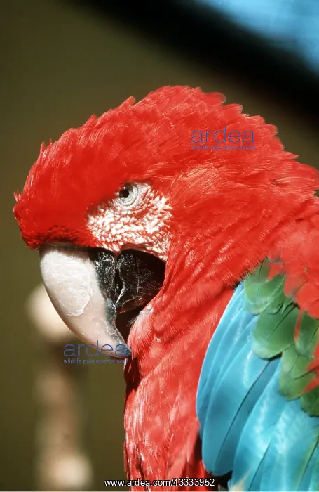  : Green-winged  /  Red & Green Macaw - close-up