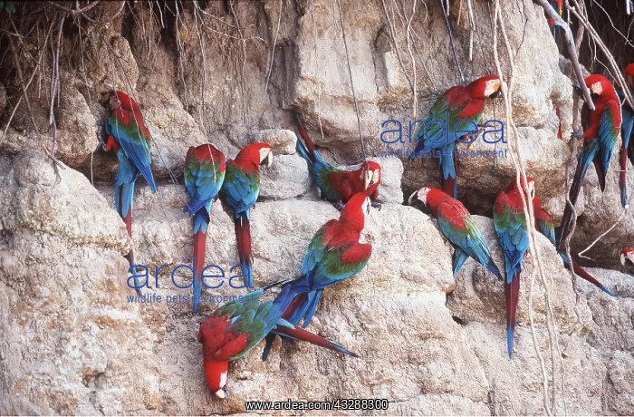  : Green-winged  /  Red & Green Macaw - group at a clay lick