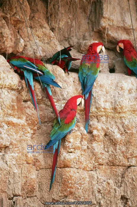 : Green-winged / Red & Green MACAWS - at a clay lick : Green-winged / Red & Green MACAWS - at a clay lick
