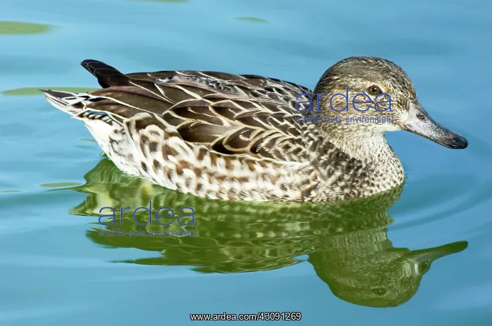 : Green-winged Teal : Green-winged Teal