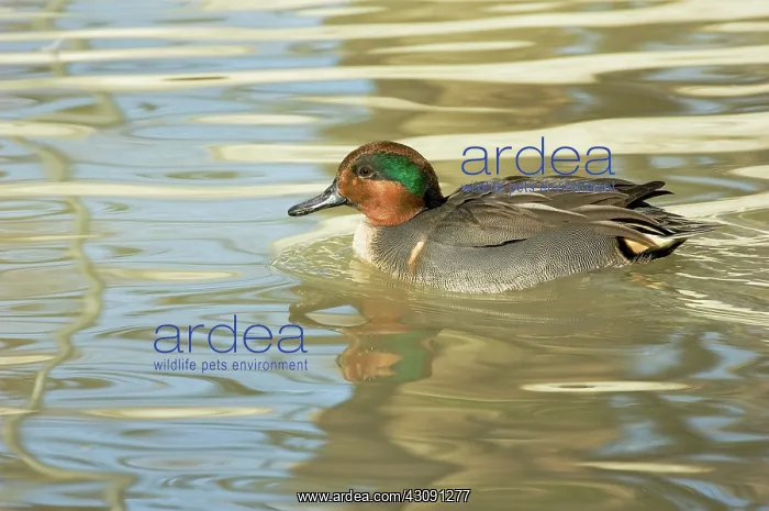 : Green-winged Teal : Green-winged Teal