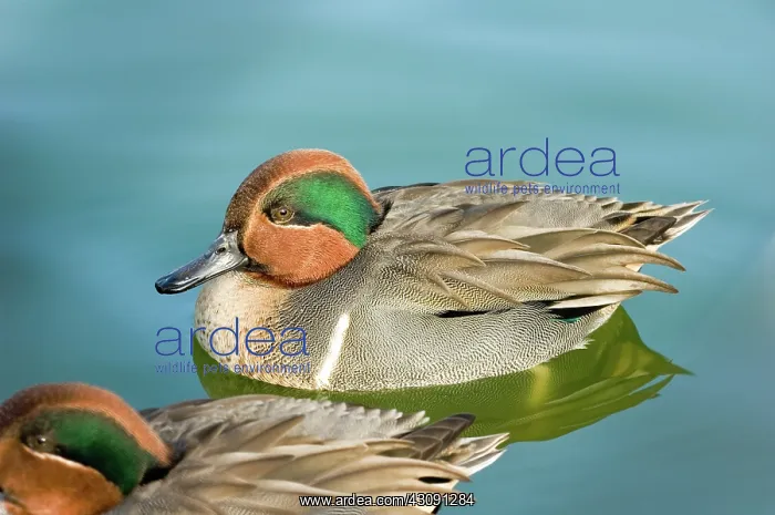 : Green-winged Teal : Green-winged Teal
