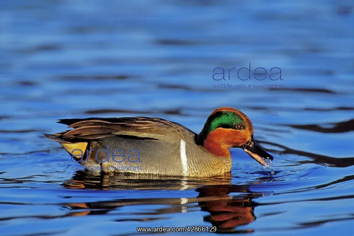 : Green-winged Teal drake : Green-winged Teal drake