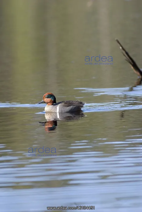 : Green-winged Teal Drake : Green-winged Teal Drake