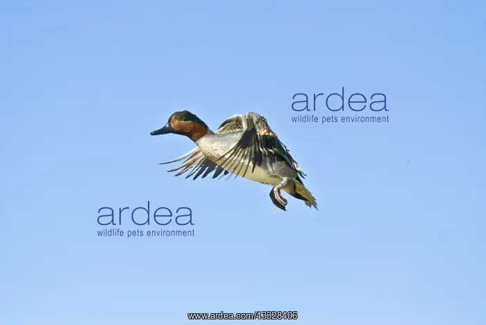 : Green-winged Teal Drake : Green-winged Teal Drake