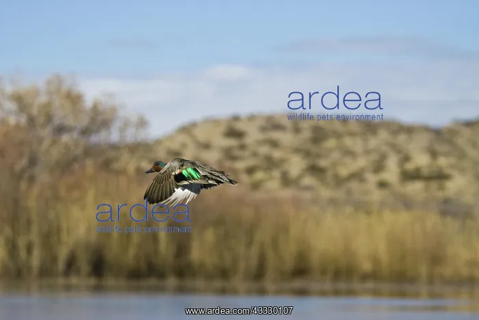 : Green-winged Teal Drake : Green-winged Teal Drake