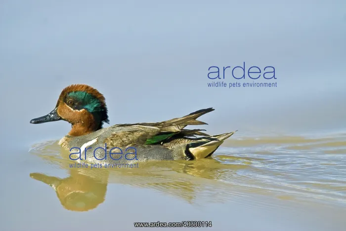 : Green-winged Teal Drake : Green-winged Teal Drake