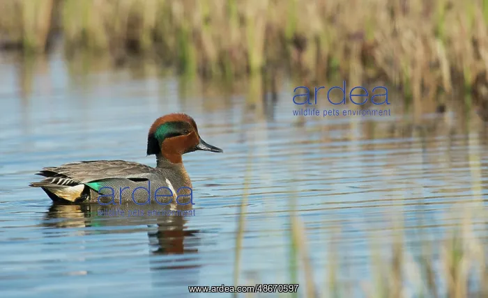  : Green-winged teal drake floating on arctic pond in Alaska
