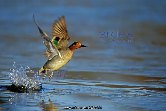 : Green-winged Teal - drake lifting off pond : Green-winged Teal - drake lifting off pond