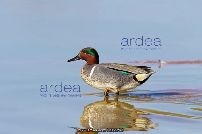 : Green-winged Teal - drake / male : Green-winged Teal - drake / male