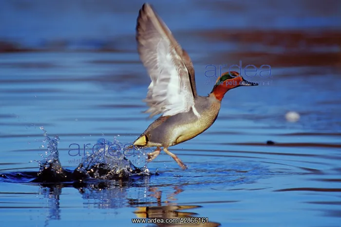  : Green-winged Teal drake - taking off