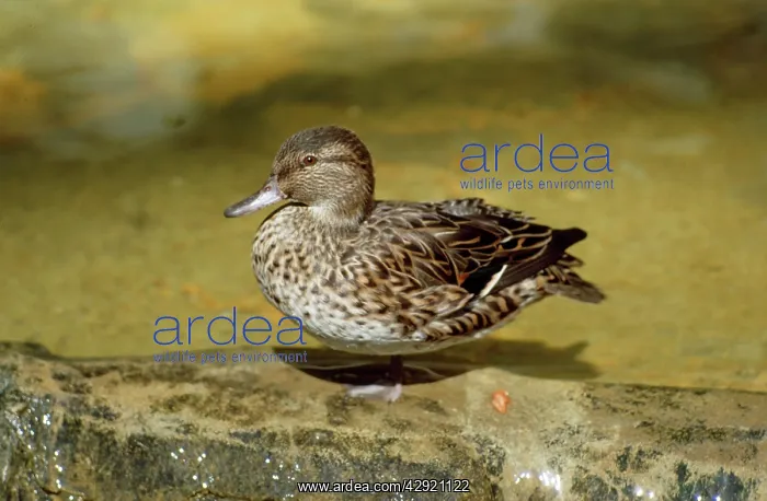  : Green-winged Teal Duck - female