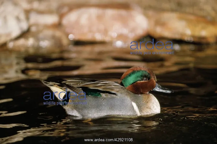 : Green-winged Teal Duck - male : Green-winged Teal Duck - male