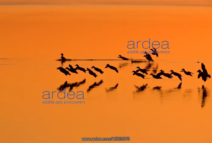 : Green-winged Teal - ducks in flight landing on lagoon : Green-winged Teal - ducks in flight landing on lagoon