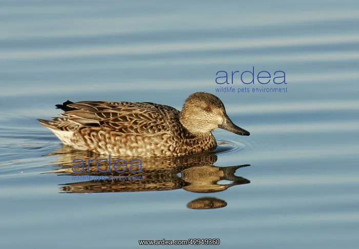 : Green-winged Teal - female : Green-winged Teal - female