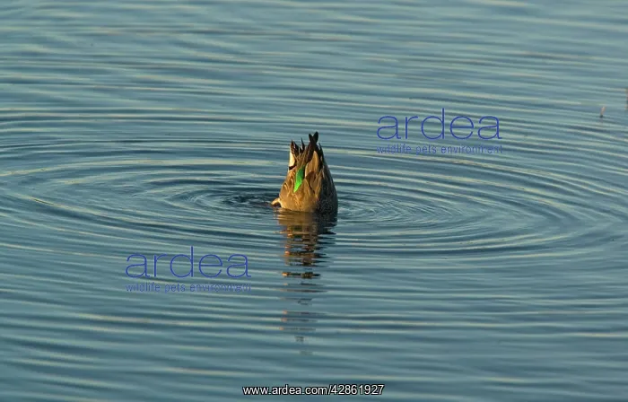 : Green-winged Teal - female, feeding on submerged seeds : Green-winged Teal - female, feeding on submerged seeds