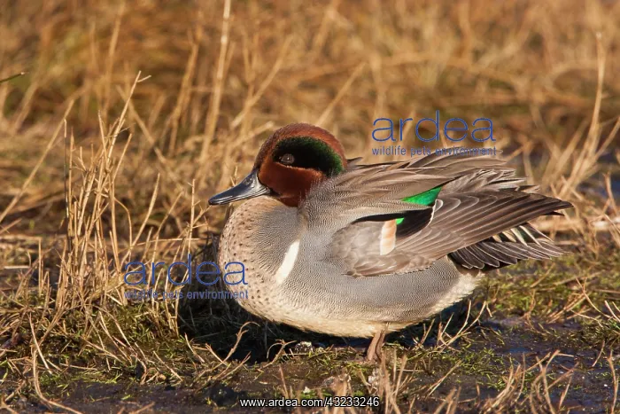 : Green-winged teal, George C. Reifel Migratory : Green-winged teal, George C. Reifel Migratory