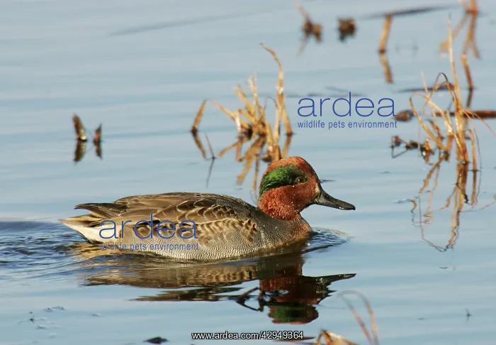 : Green-winged Teal - male : Green-winged Teal - male