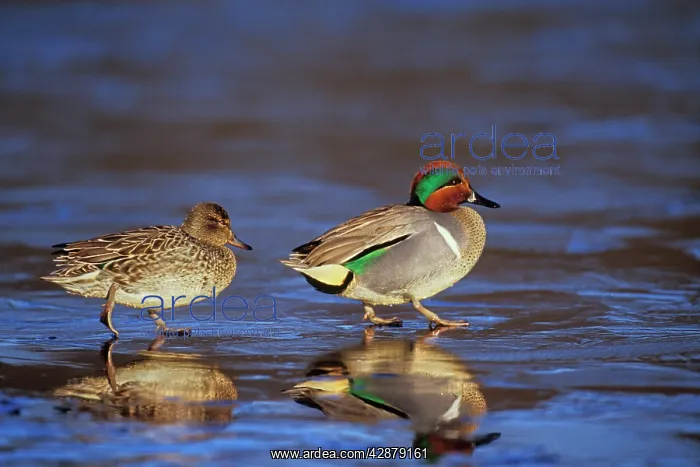 : Green-winged Teal - pair : Green-winged Teal - pair
