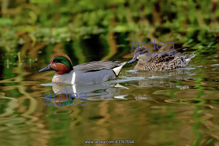 : Green-winged Teal pair : Green-winged Teal pair