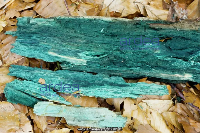 : Green Wood Cup - mycelium stains the wood green-blue : Green Wood Cup - mycelium stains the wood green-blue