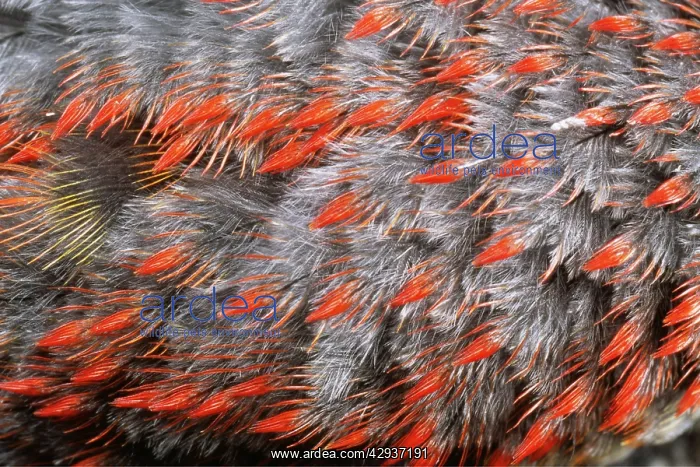 : Green WOODPECK - downy Feathers : Green WOODPECK - downy Feathers