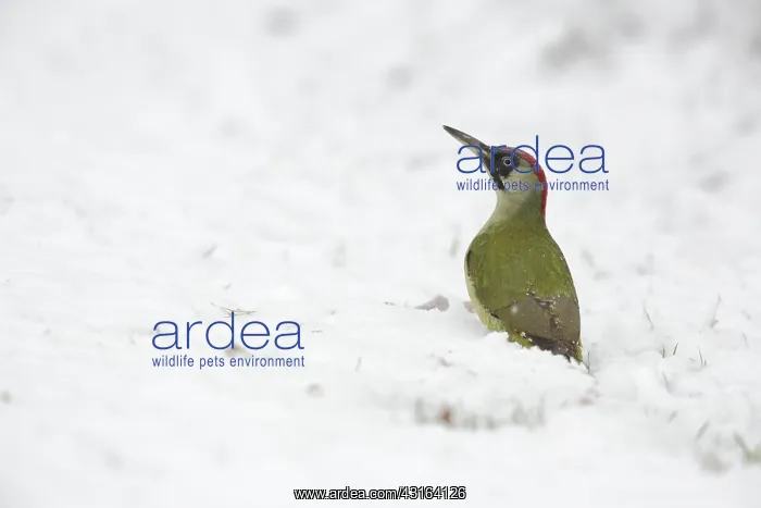 : Green Woodpecker : Green Woodpecker