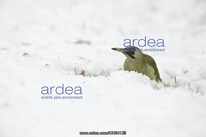  : Green Woodpecker