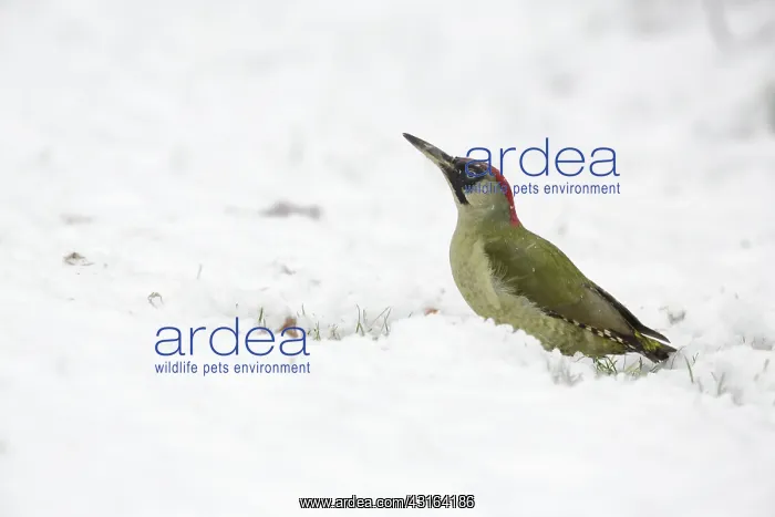 : Green Woodpecker : Green Woodpecker
