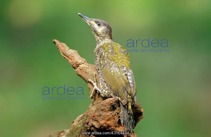 : Green Woodpecker : Green Woodpecker