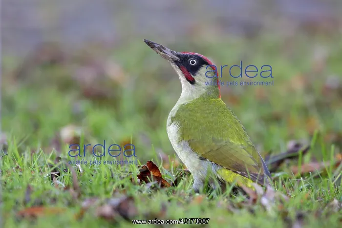 : Green Woodpecker : Green Woodpecker